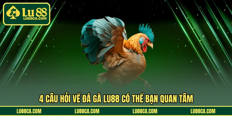 4 câu hỏi về đá gà LU88 có thể bạn quan tâm